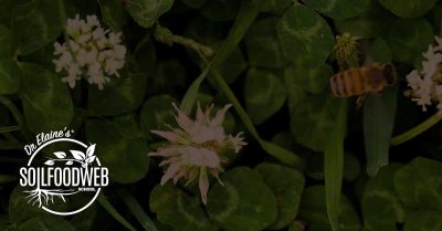 Help reverse climate change with the soil food web