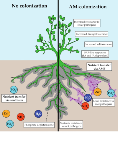 A Symbiotic Love Story: Magnificent Mycorrhizal Fungi