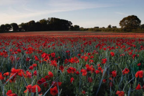 WKH Poppies