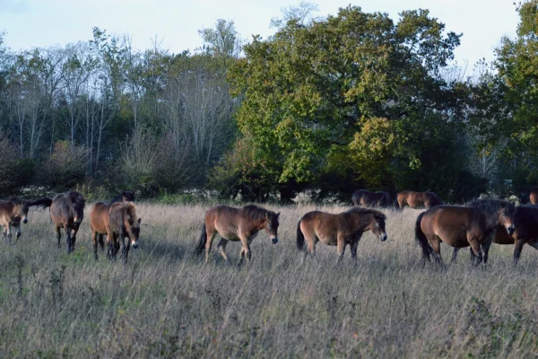 Wild_Ken_Hill_Experiences_in_Nature-2-scaled